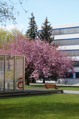 DCG Halle gGmbH International Institute