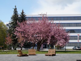 DCG Halle gGmbH International Institute